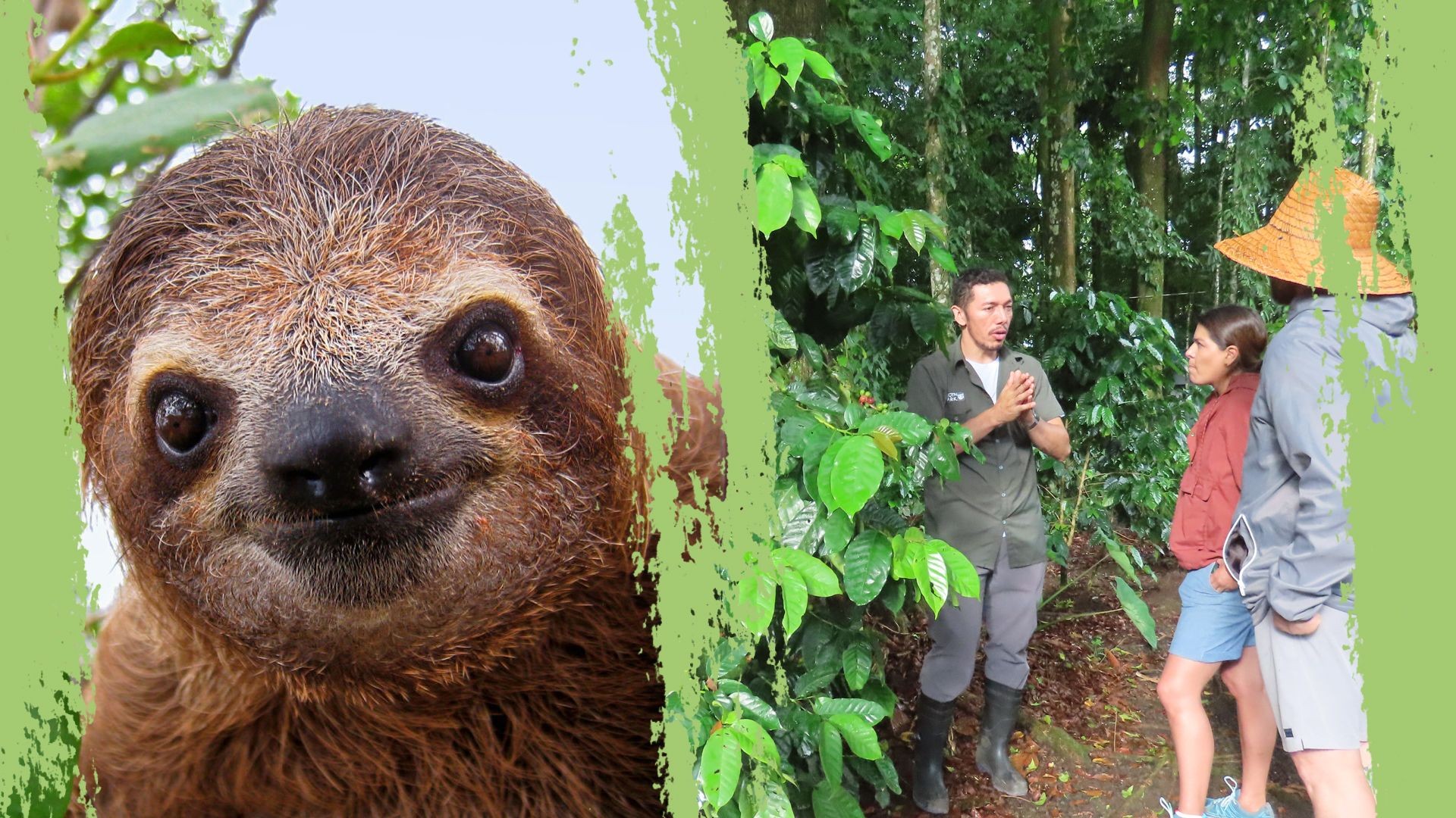 Sloth Watching tour + Cultural Tour 