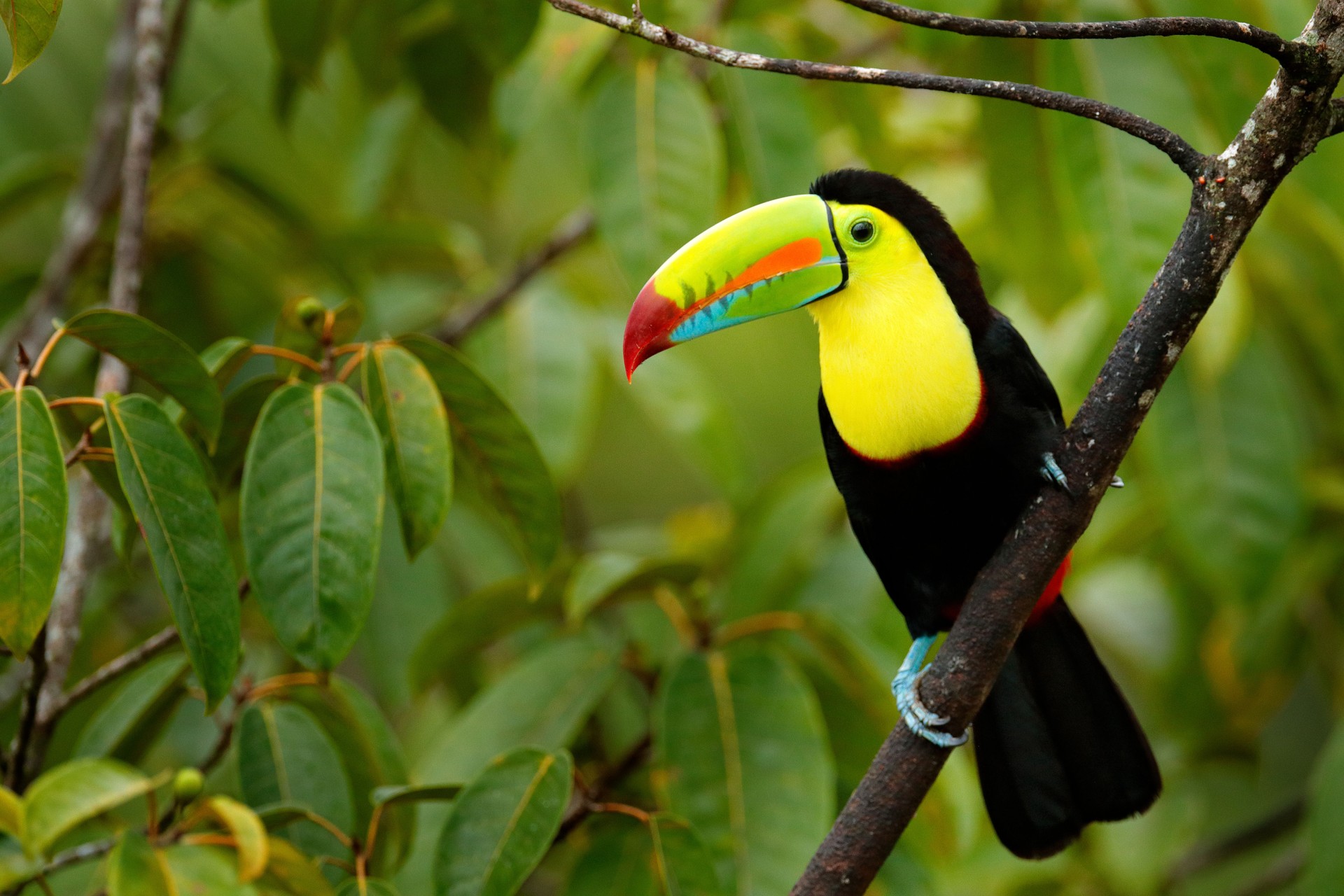 Toucan sitting on the branch in the forest, green vegetation, Panama. Nature travel in central America. Keel-billed Toucan, Ramphastos sulfuratus, bird with big bill. Wildlife Panama.