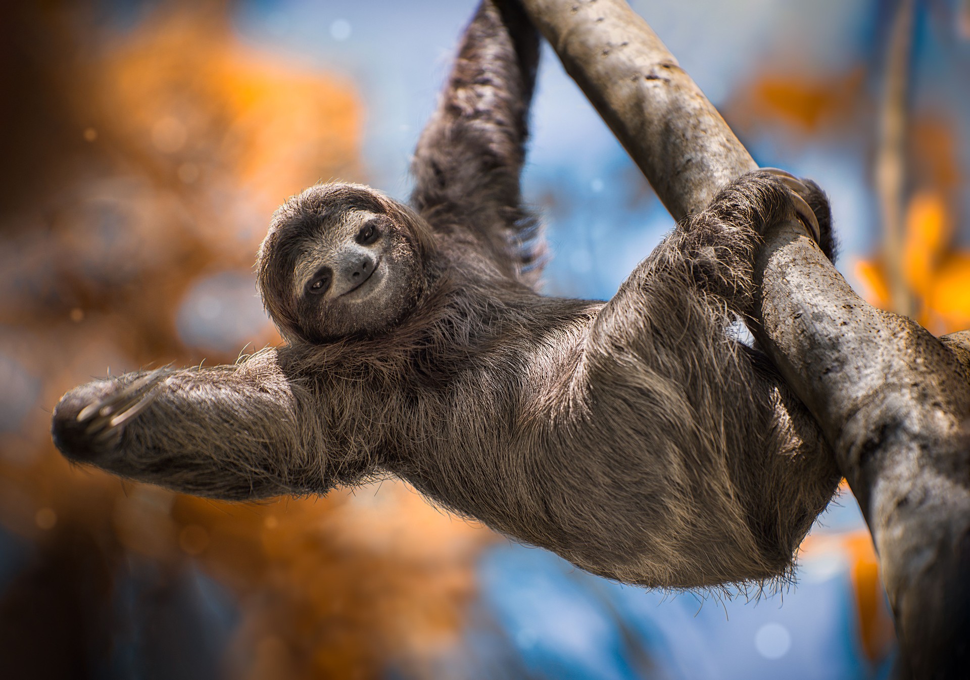 A Happy Sloth hanging from a tree in Costa Rica