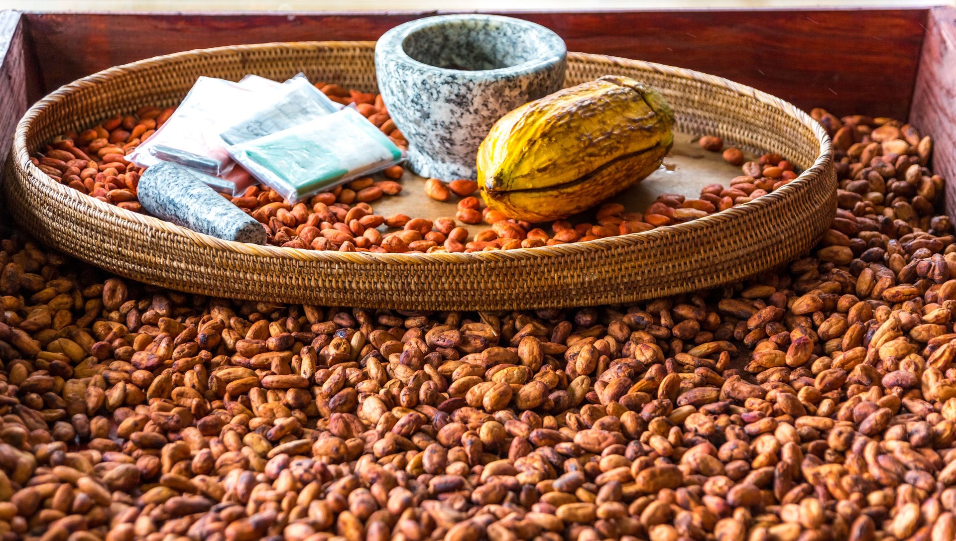 Cocoa Beans in Bin