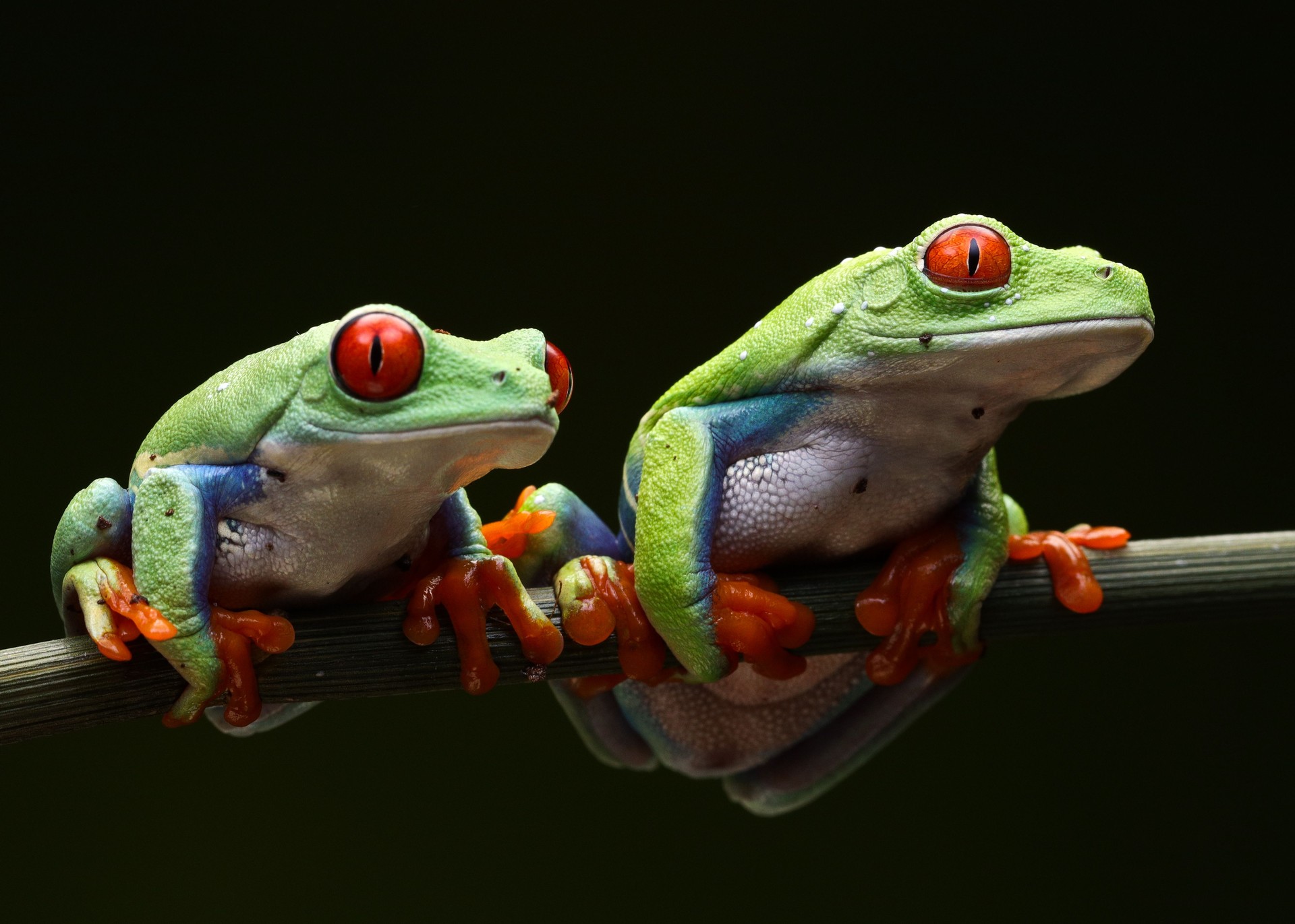 Close-up shot of red-eyed green tree frogs on a branch on a black background